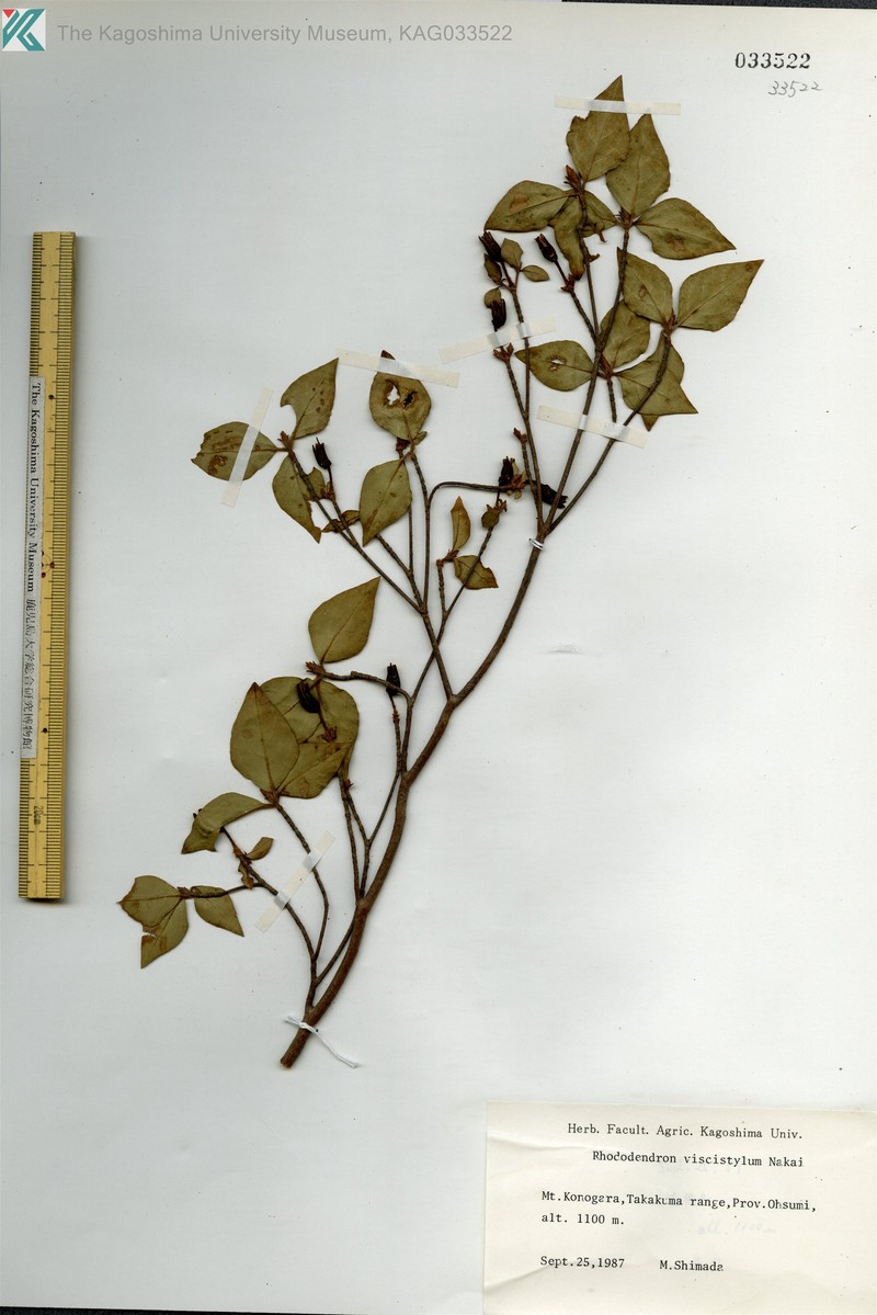 Rhododendron viscistylum photo 4