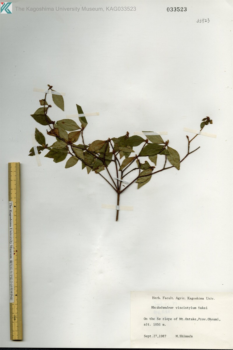 Rhododendron viscistylum photo 5