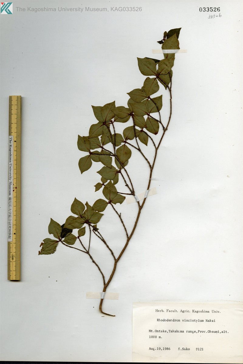 Rhododendron viscistylum photo 6