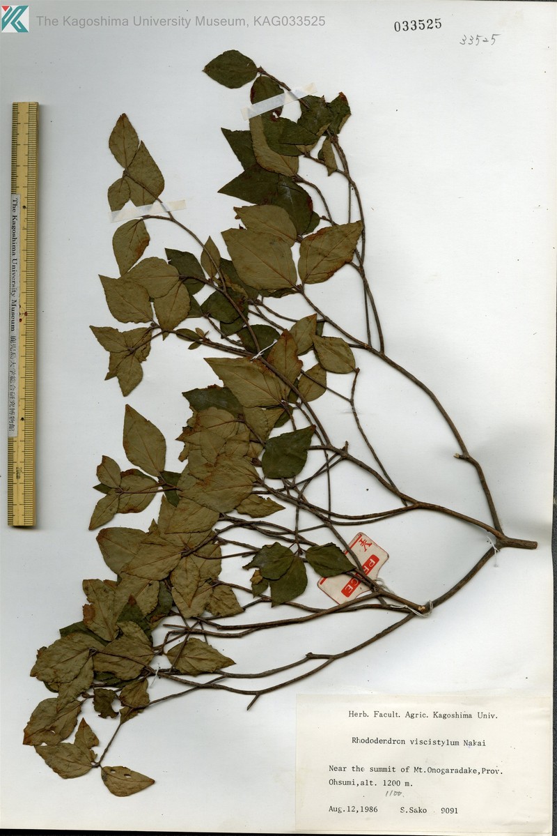 Rhododendron viscistylum photo 7