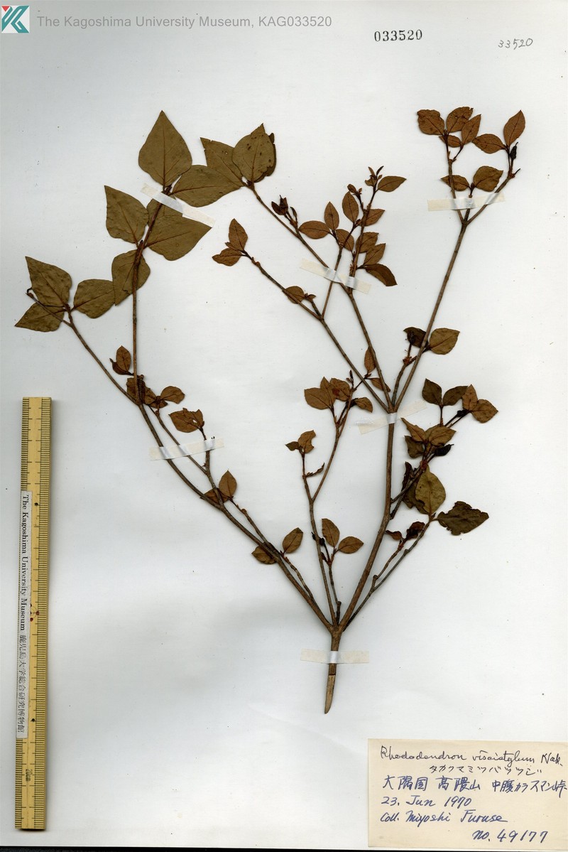 Rhododendron viscistylum photo 8