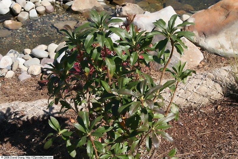 Swamp Azalea photo 3