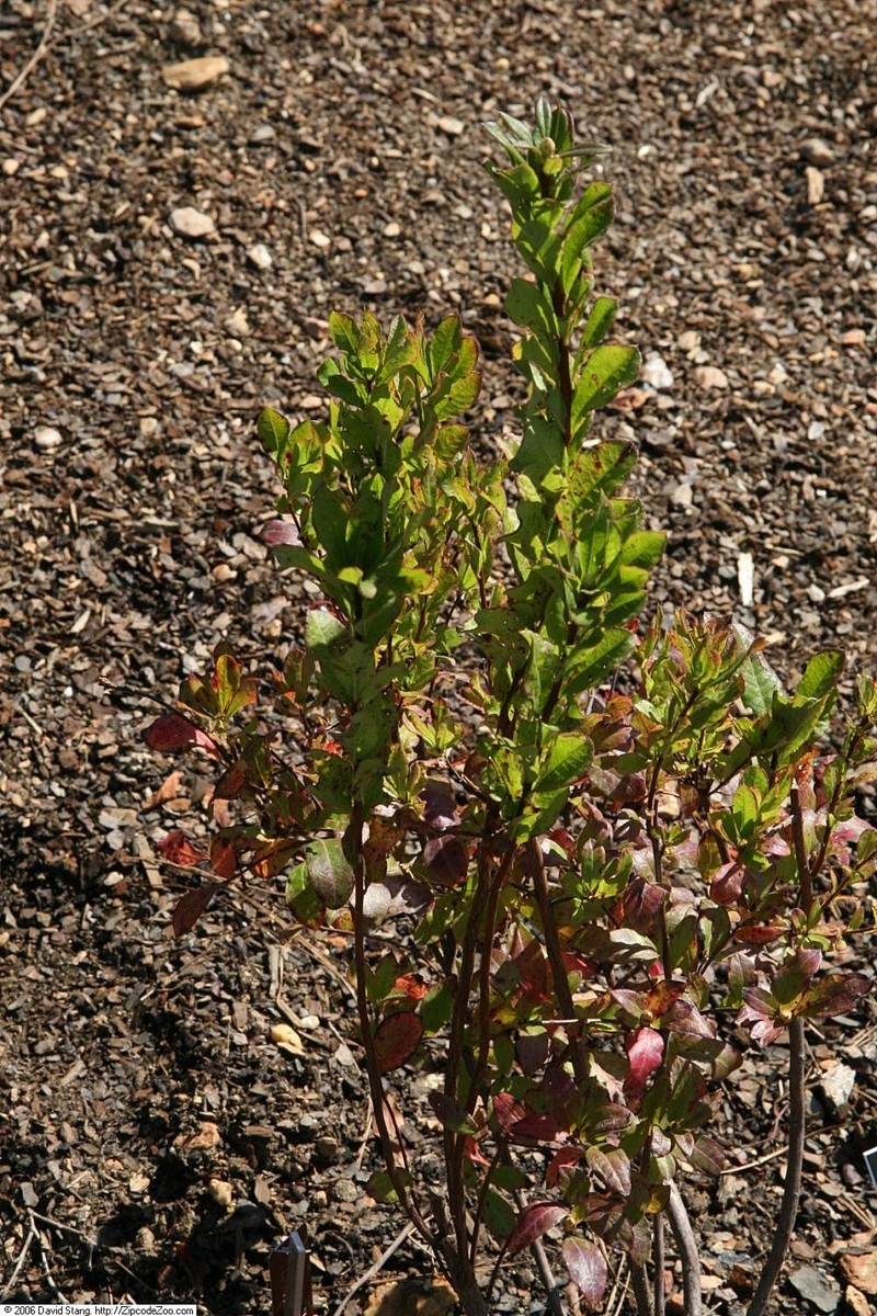 Swamp Azalea photo 4