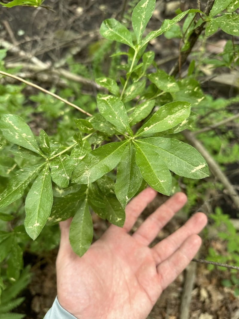 Texas Azalea