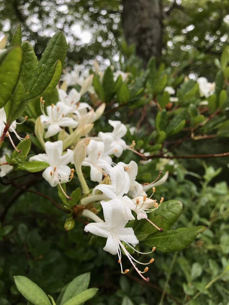 Texas Azalea photo 4