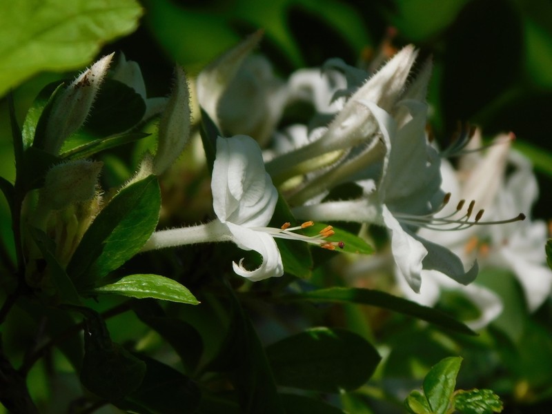 Texas Azalea photo 5