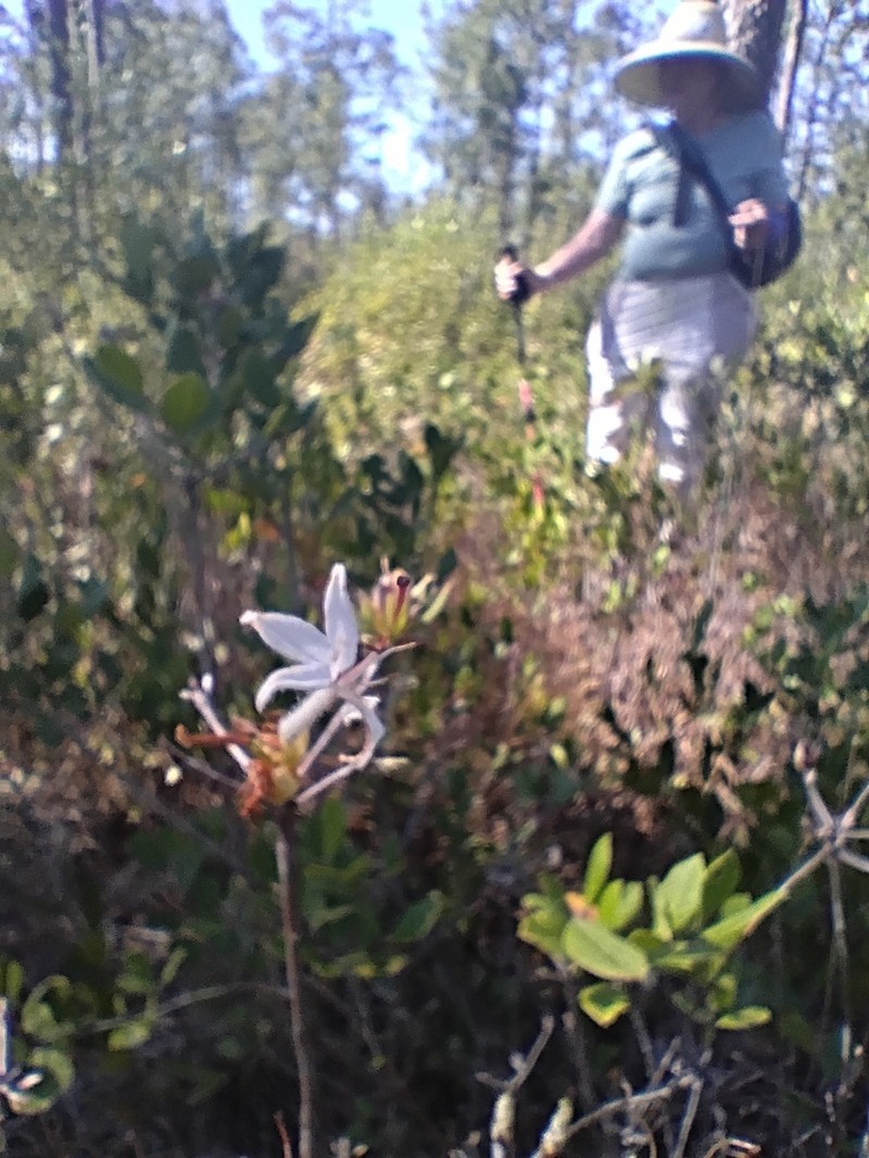 Texas Azalea photo 6