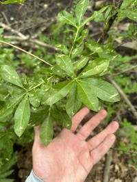 Swamp Azalea
