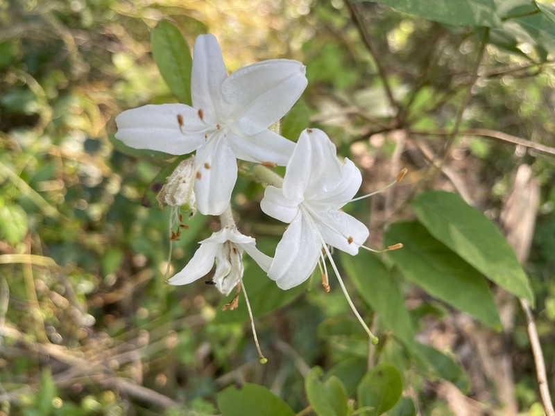 Swamp Azalea photo 3