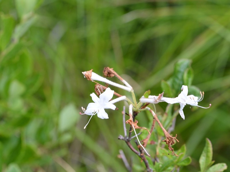Swamp Azalea photo 7