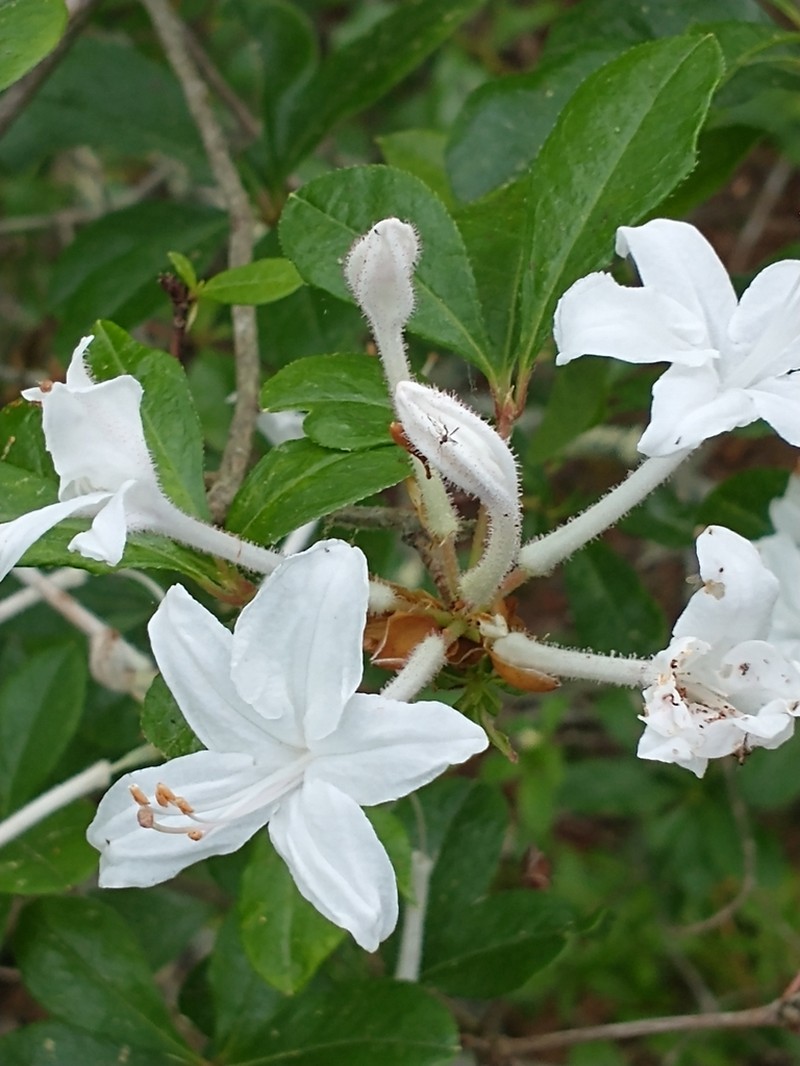 Swamp Azalea photo 8