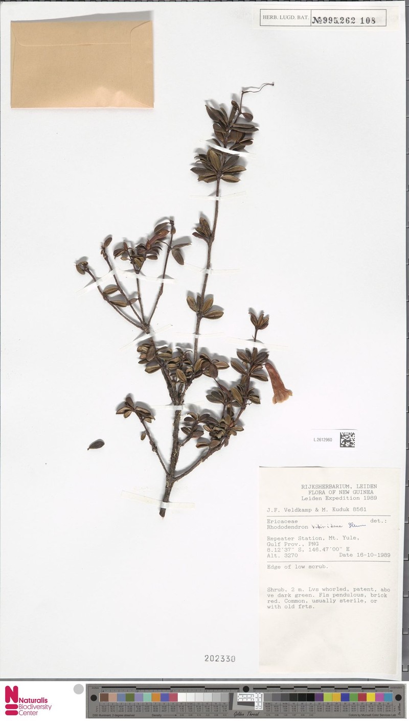 Rhododendron vitis-idaea