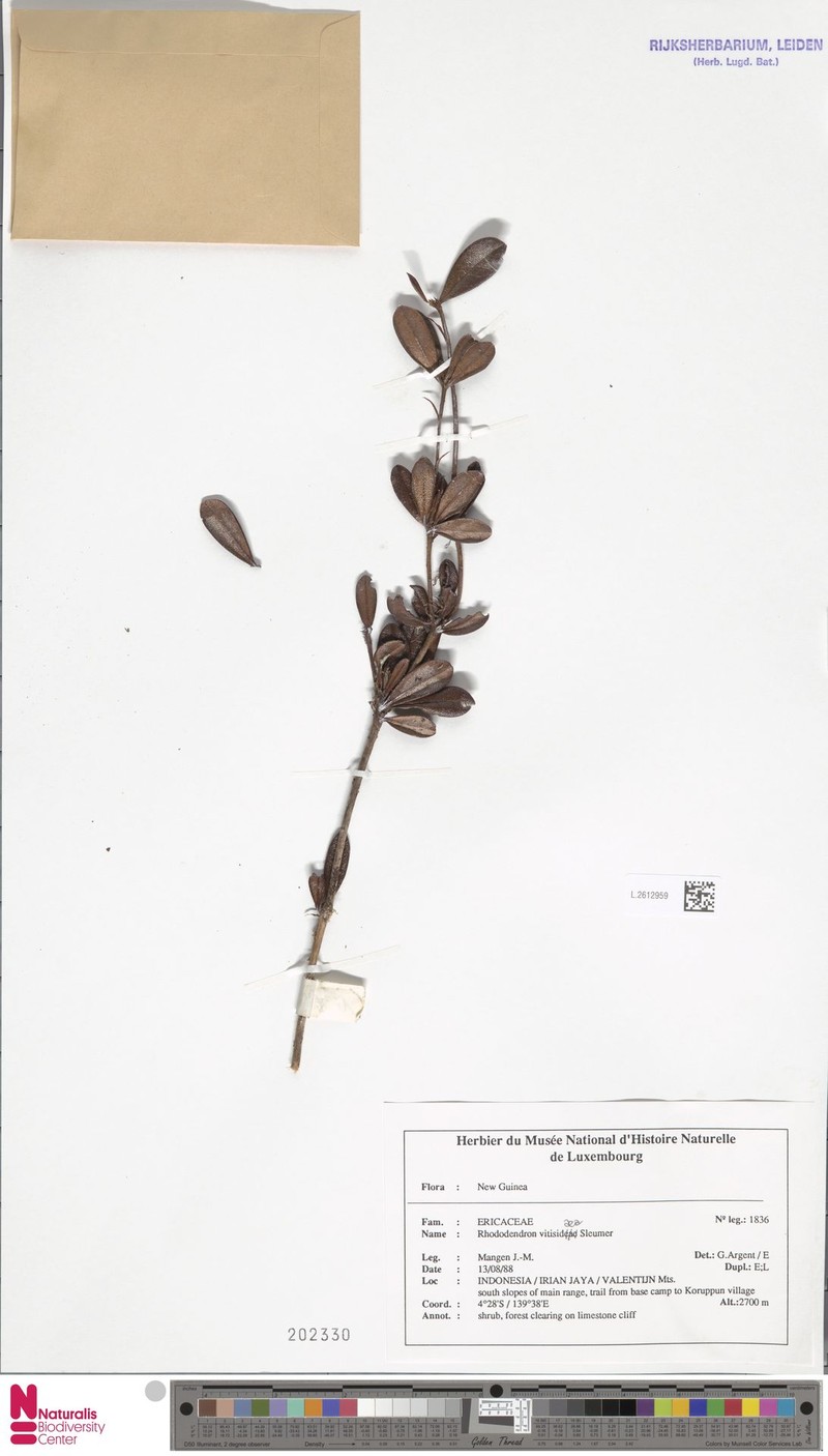 Rhododendron vitis-idaea photo 2