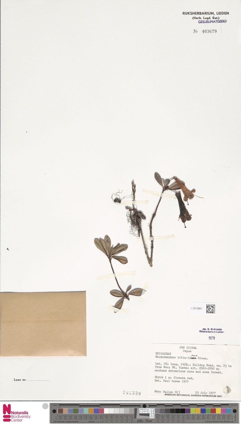 Rhododendron vitis-idaea photo 3