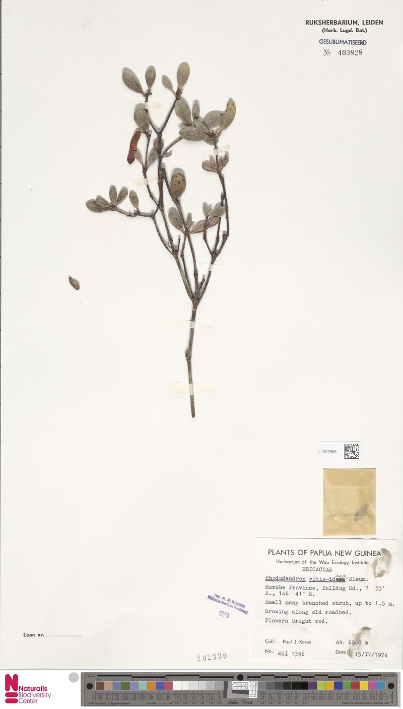 Rhododendron vitis-idaea photo 4