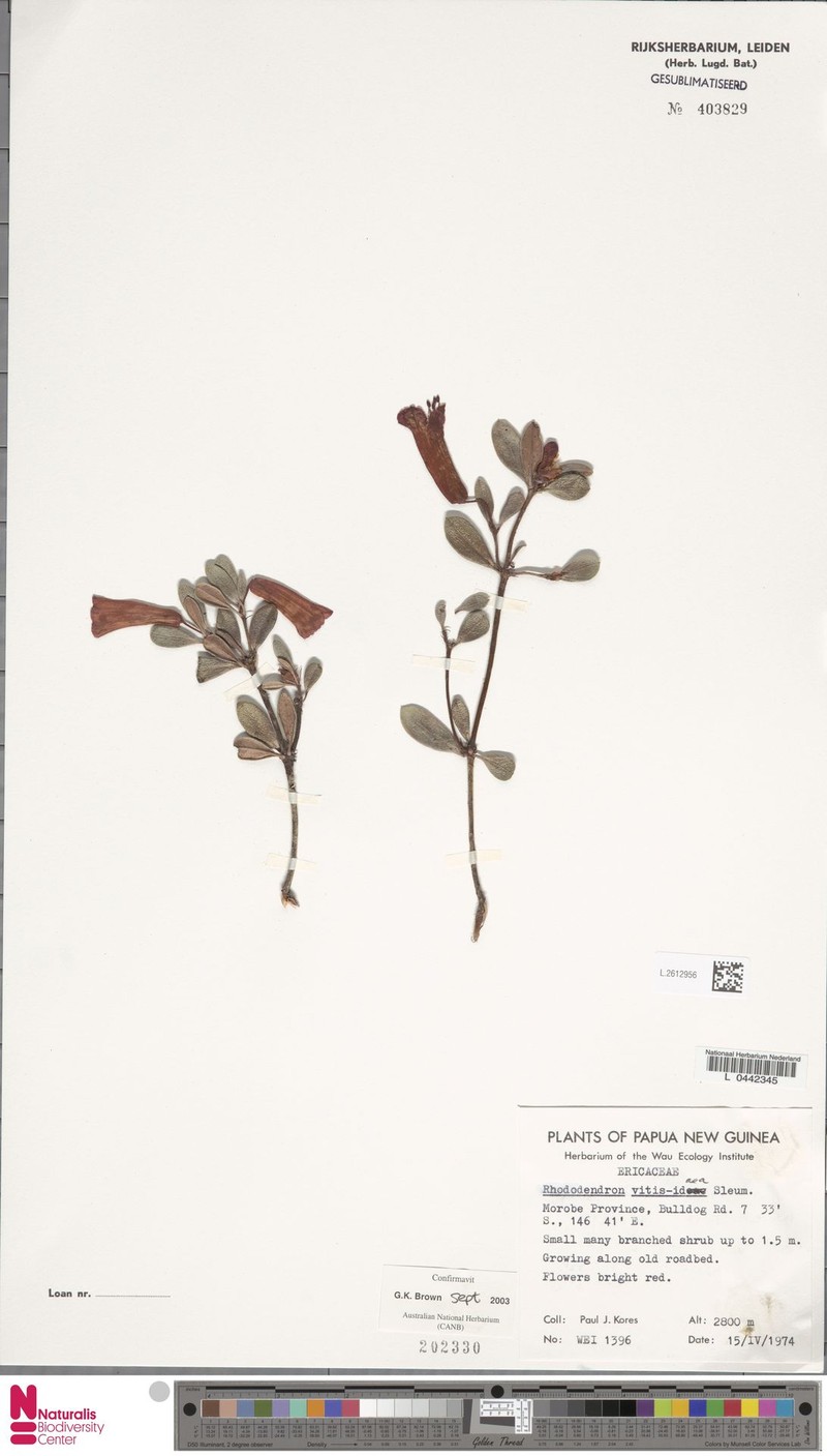 Rhododendron vitis-idaea photo 5