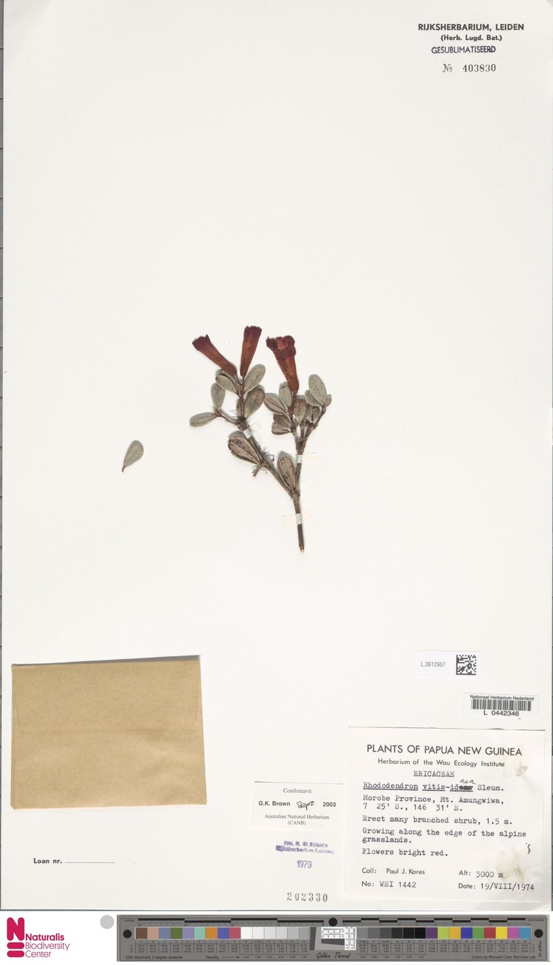 Rhododendron vitis-idaea photo 6