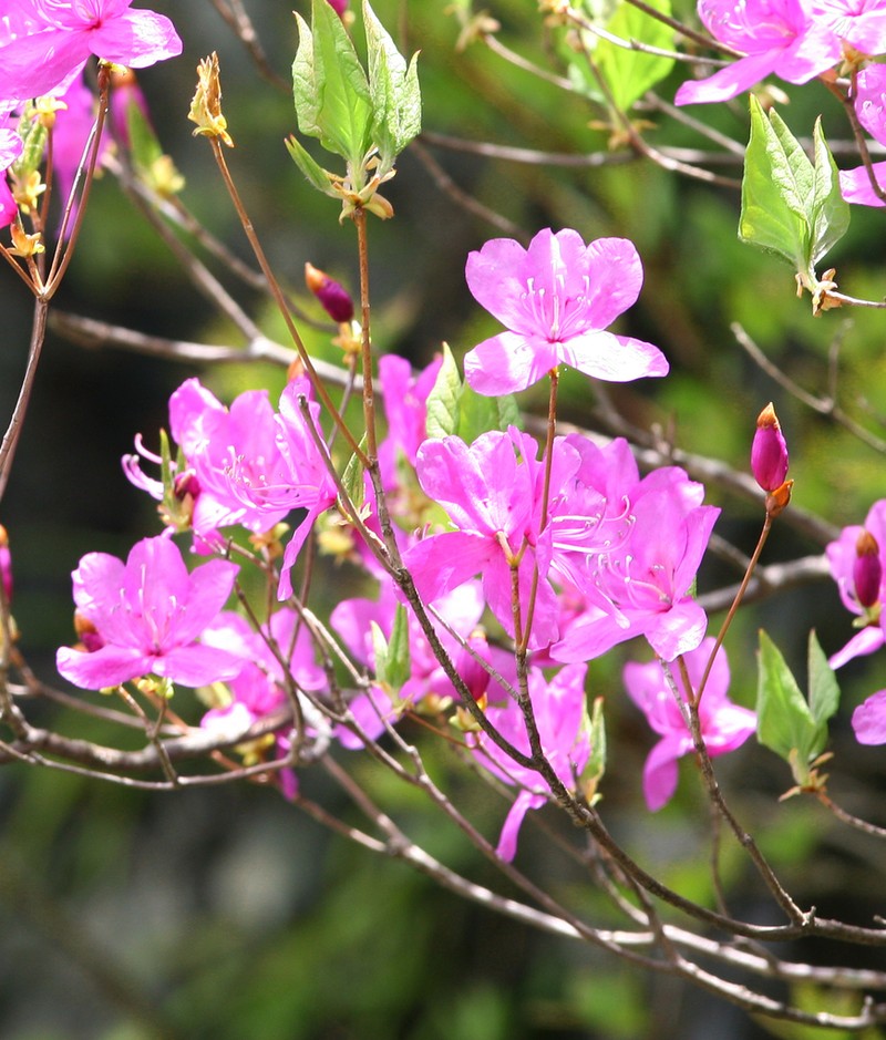 Rhododendron wadanum