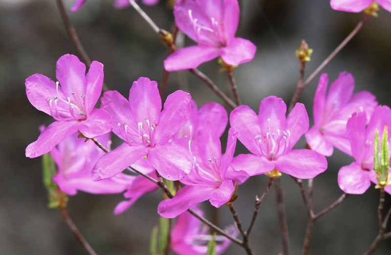 Rhododendron wadanum photo 2