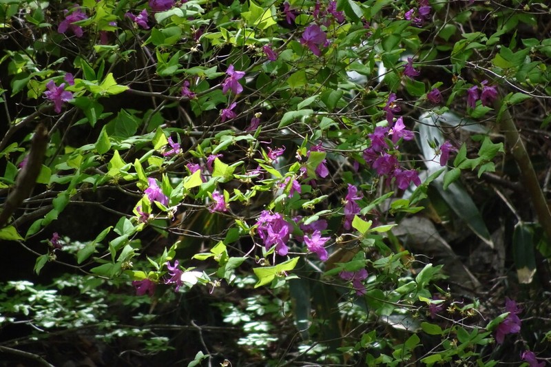 Rhododendron wadanum photo 3