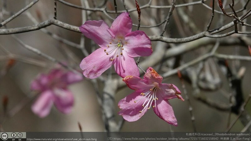 Rhododendron wadanum photo 4