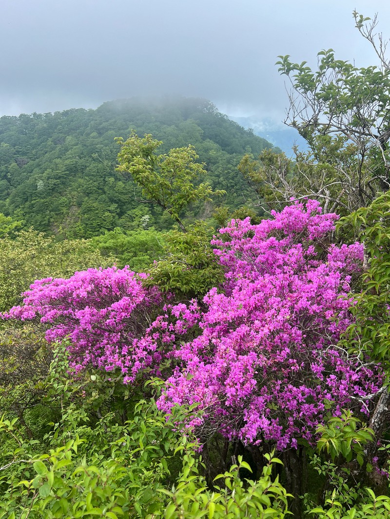 Rhododendron wadanum photo 5