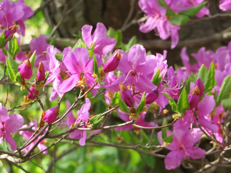 Rhododendron wadanum photo 6