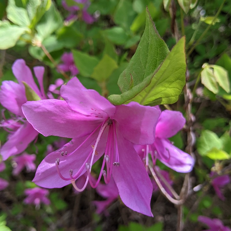 Rhododendron wadanum photo 7