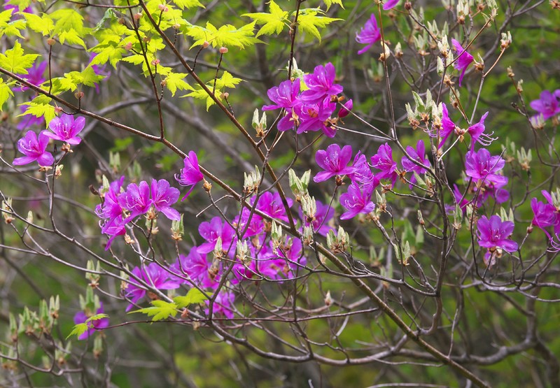 Rhododendron wadanum photo 8