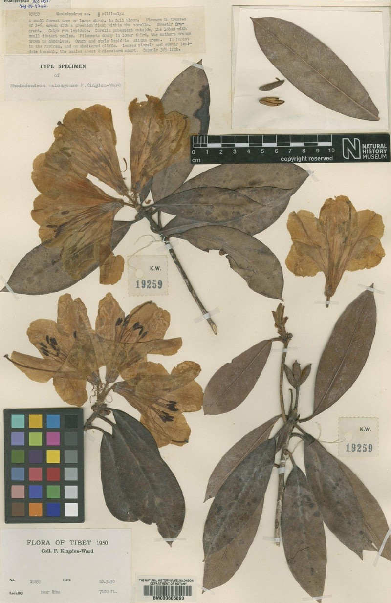 Rhododendron walongense