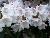Rhododendron wardii