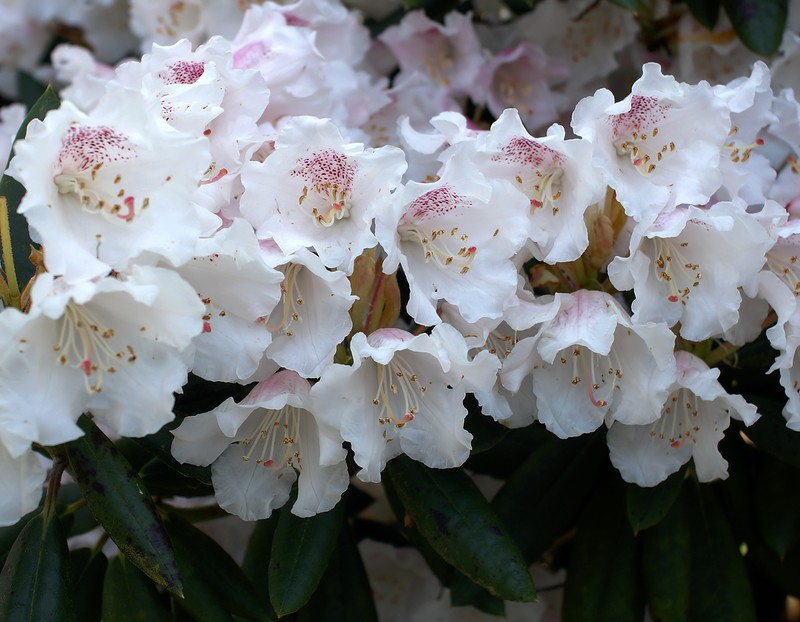 Rhododendron wardii