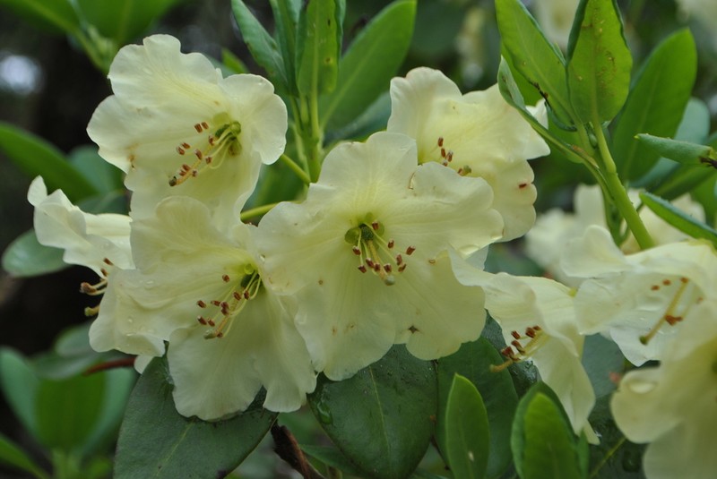 Rhododendron wardii photo 2