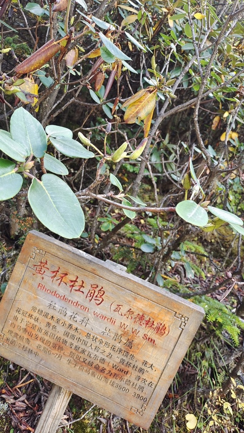 Rhododendron wardii photo 3