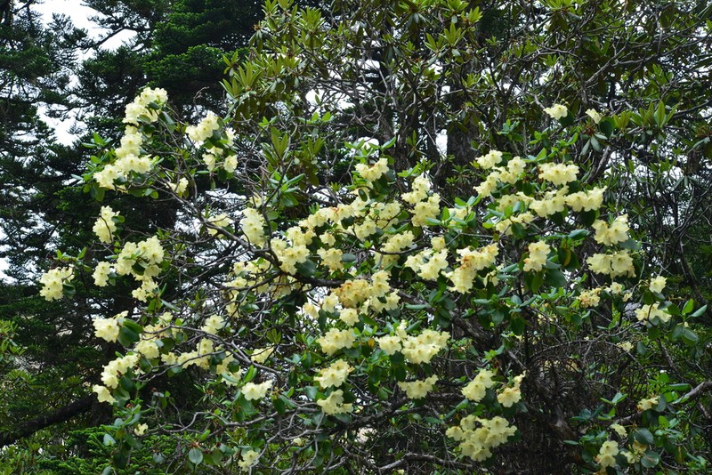 Rhododendron wardii photo 4