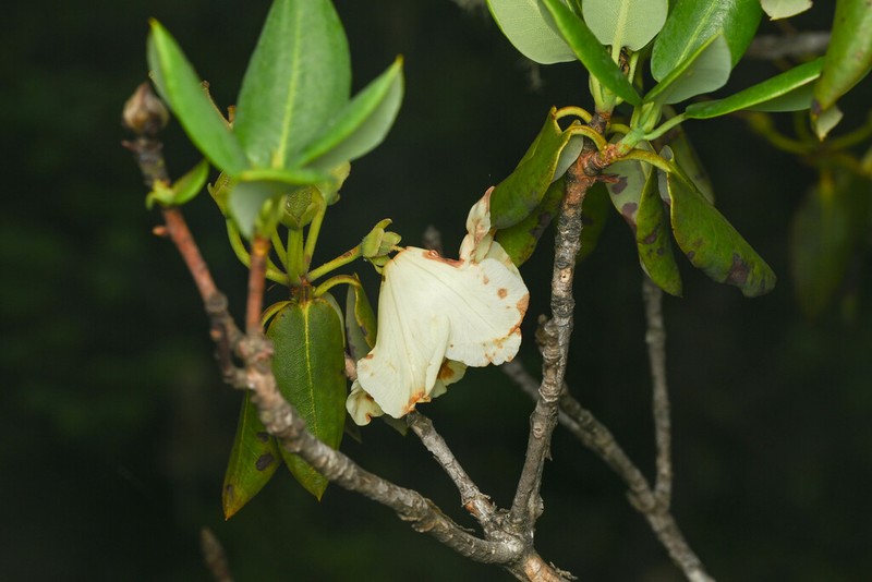 Rhododendron wardii photo 5