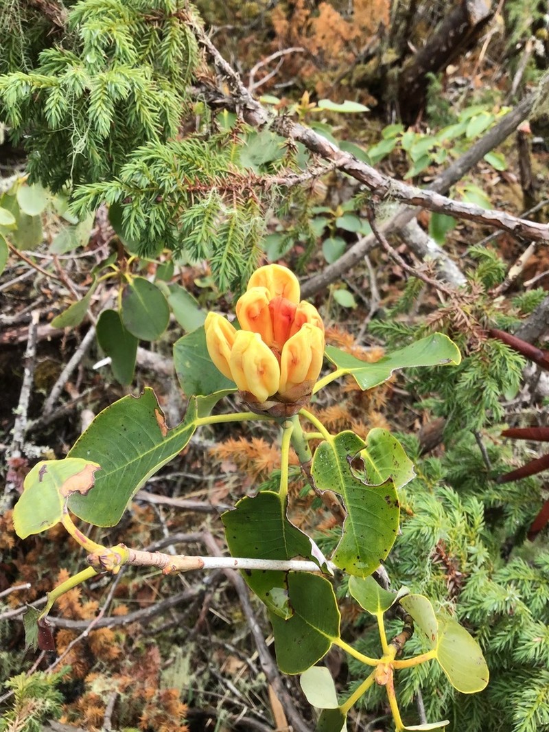 Rhododendron wardii photo 6