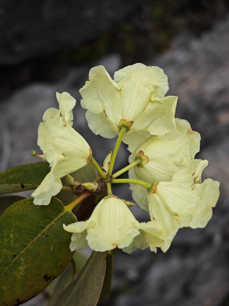 Rhododendron wardii photo 7