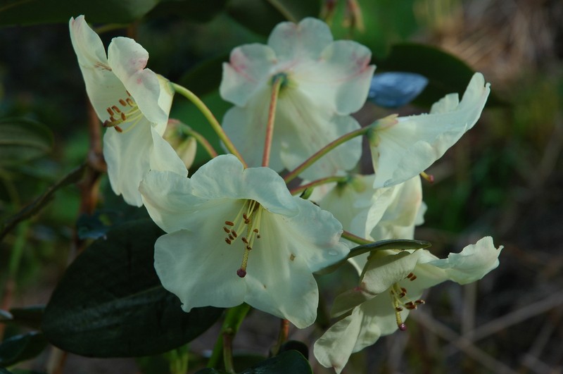 Rhododendron wardii var. wardii