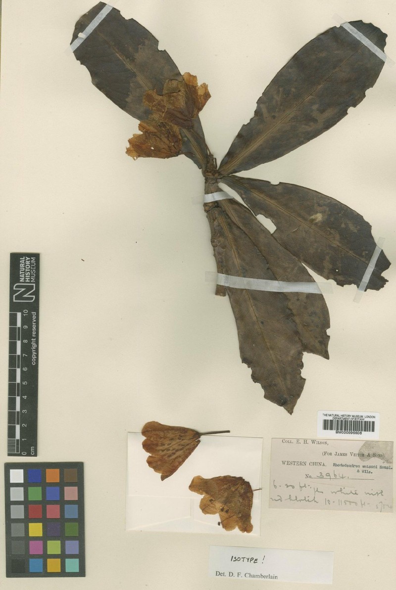 Rhododendron wasonii photo 2