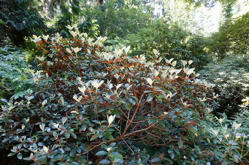 Rhododendron wasonii