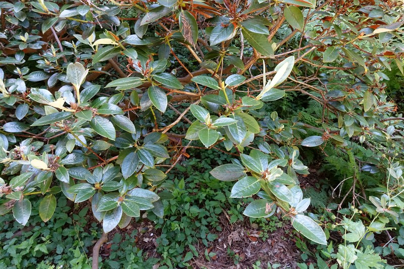 Rhododendron wasonii photo 3
