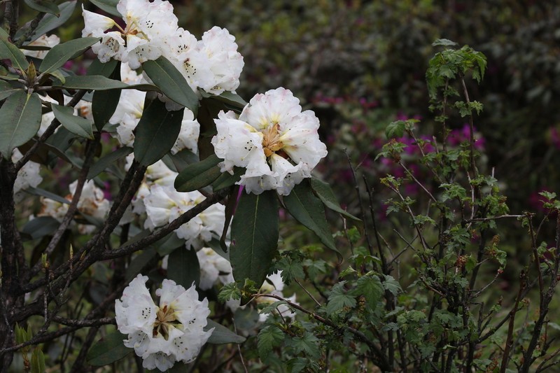 Rhododendron watsonii photo 2