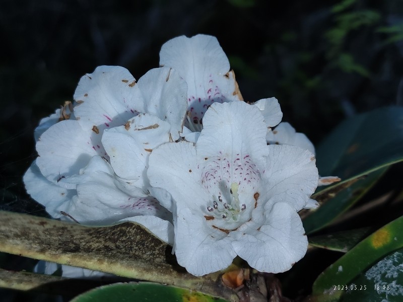 Rhododendron watsonii photo 3