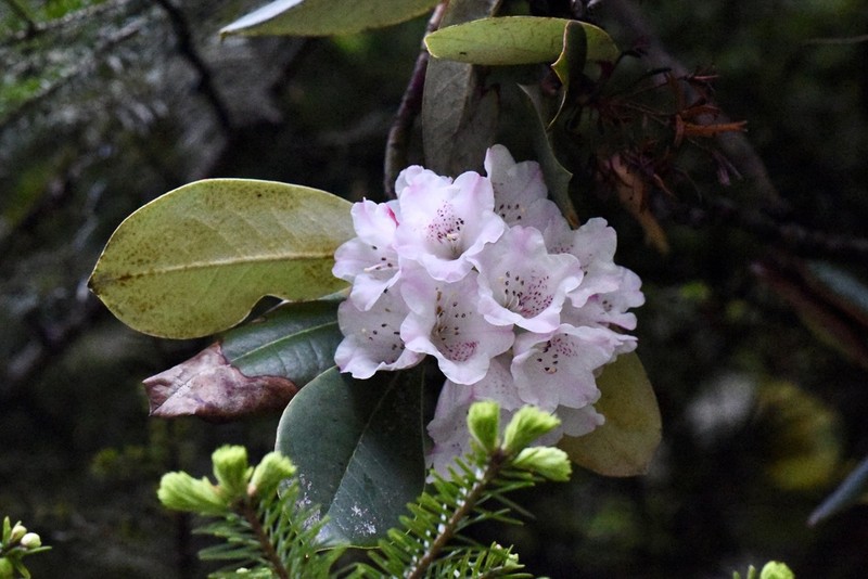 Rhododendron watsonii photo 4