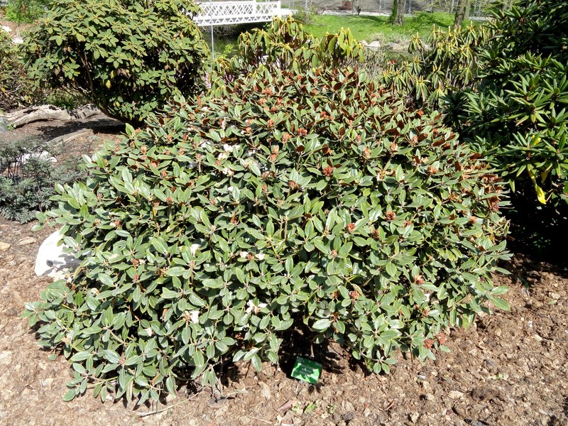 Rhododendron watsonii