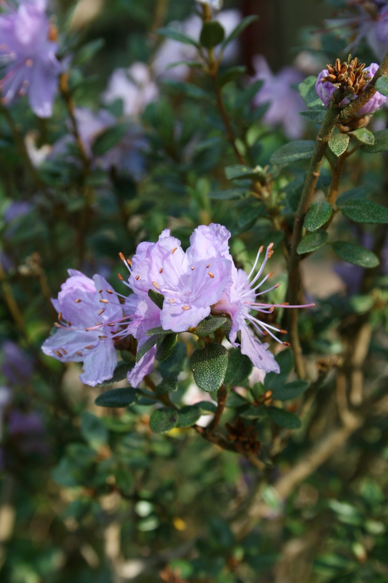 Rhododendron websterianum
