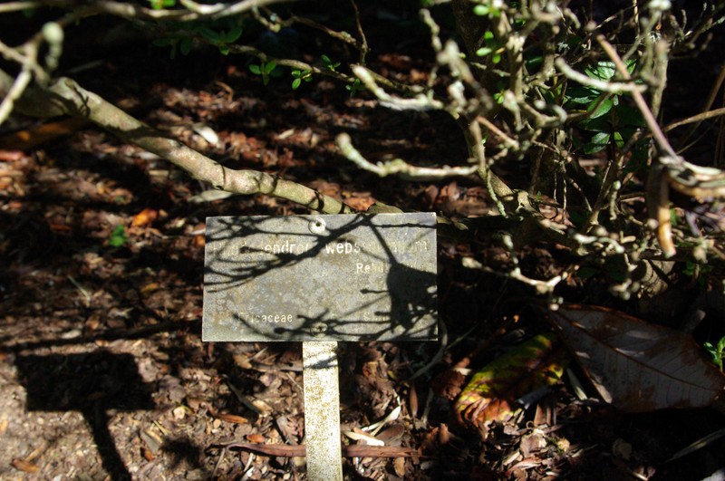 Rhododendron websterianum photo 2