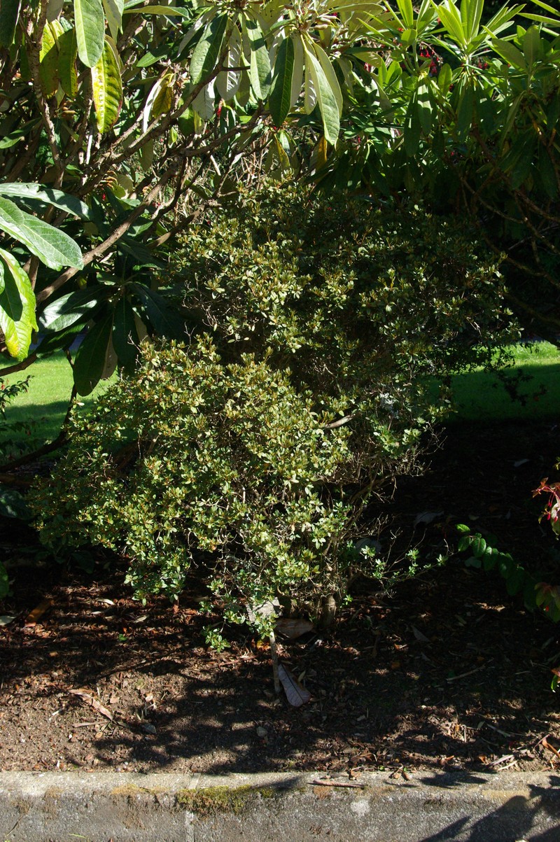 Rhododendron websterianum photo 3