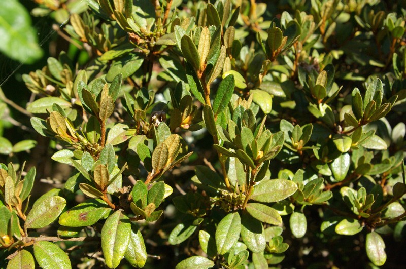 Rhododendron websterianum photo 4